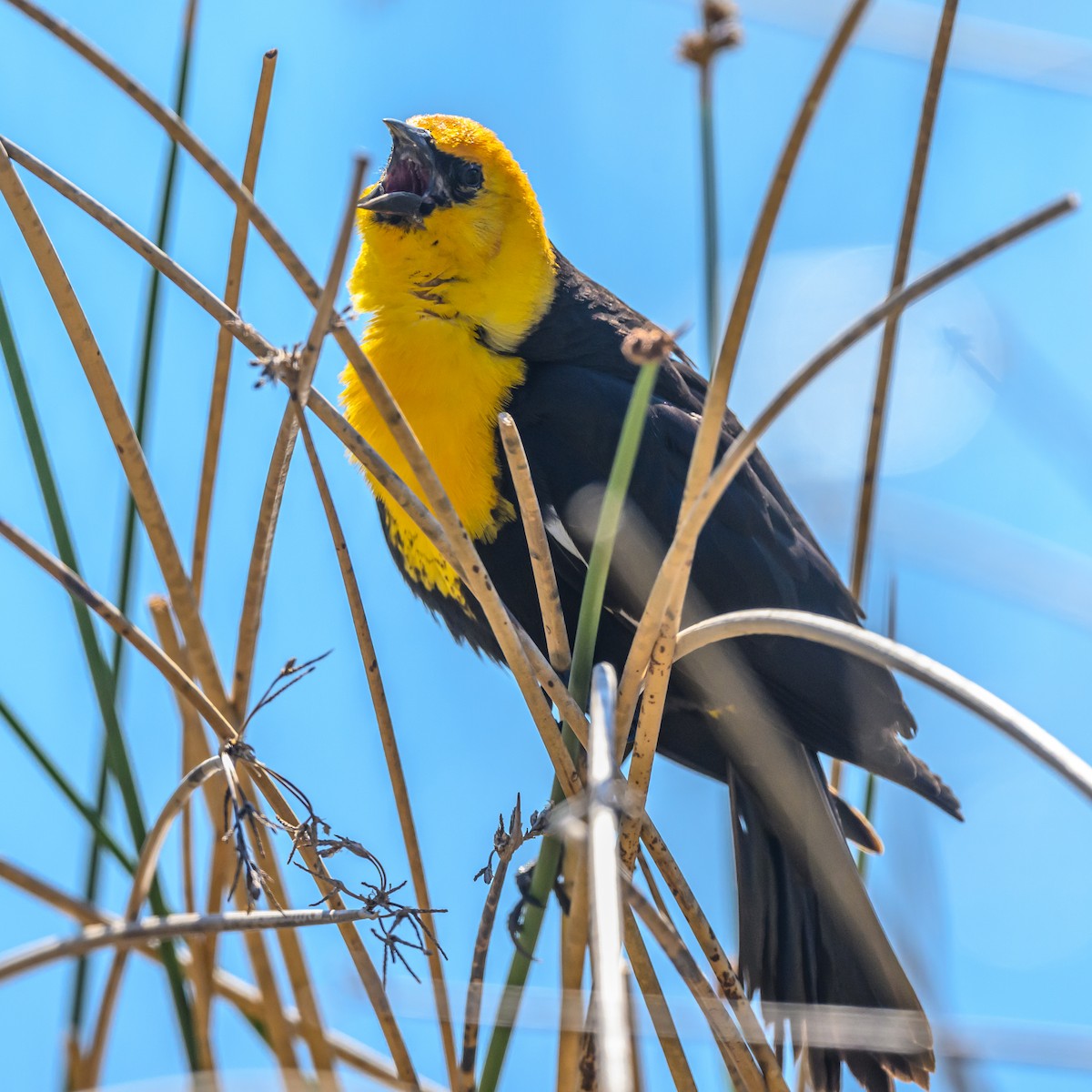 Yellow-headed Blackbird - Bruce Kennedy