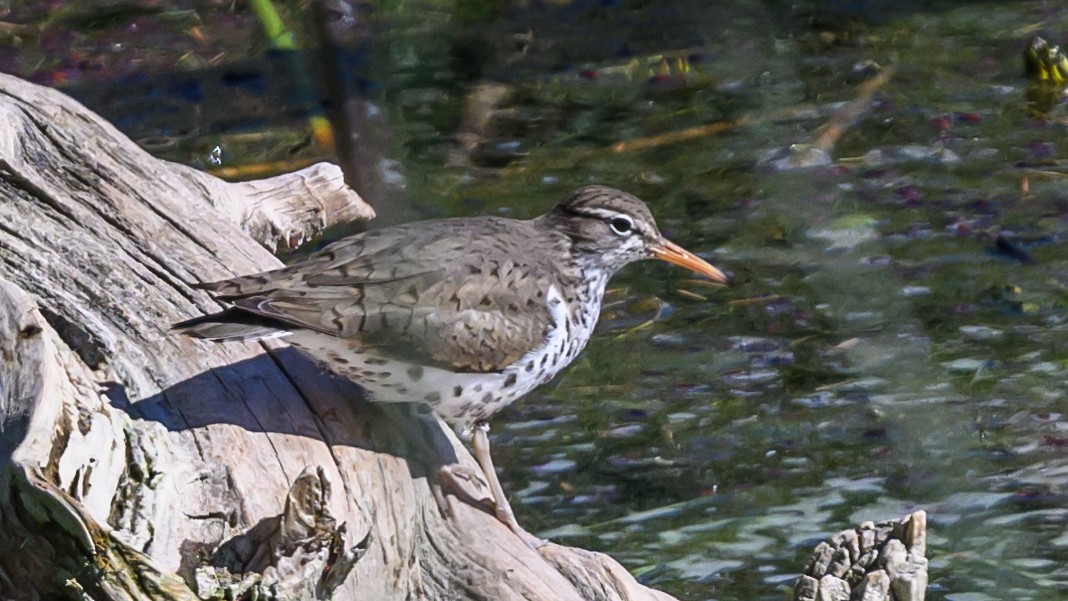 Spotted Sandpiper - Bruce Kennedy