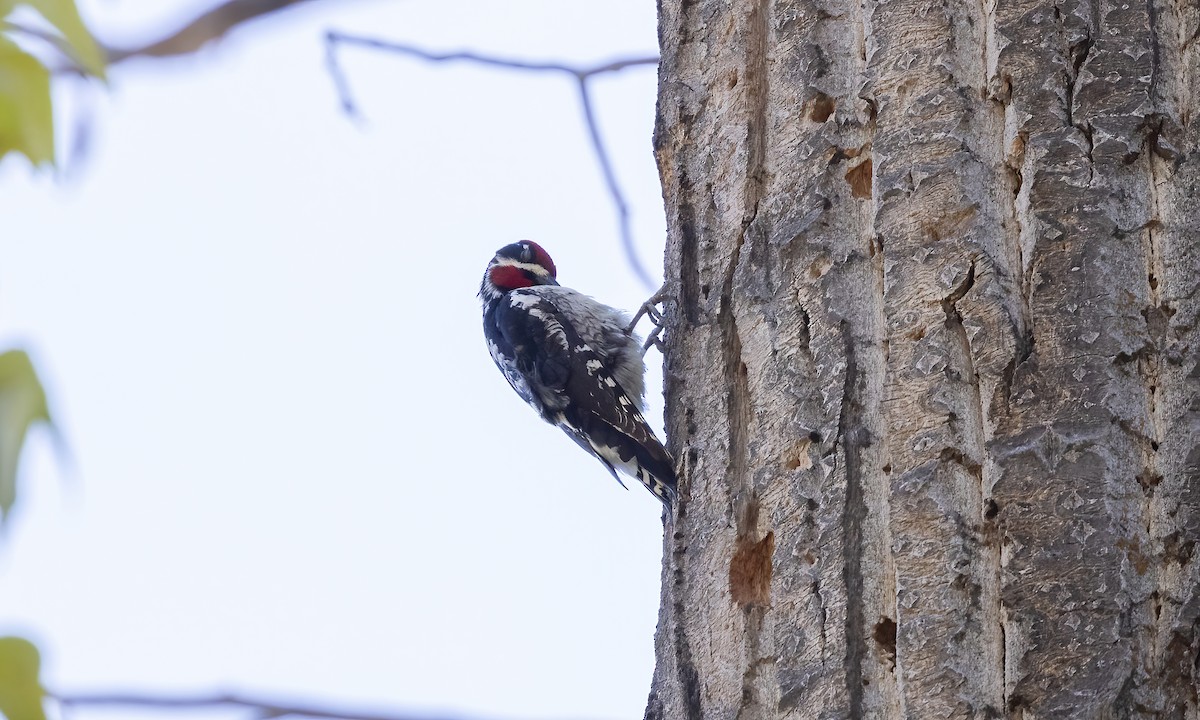 Red-naped Sapsucker - Paul Fenwick