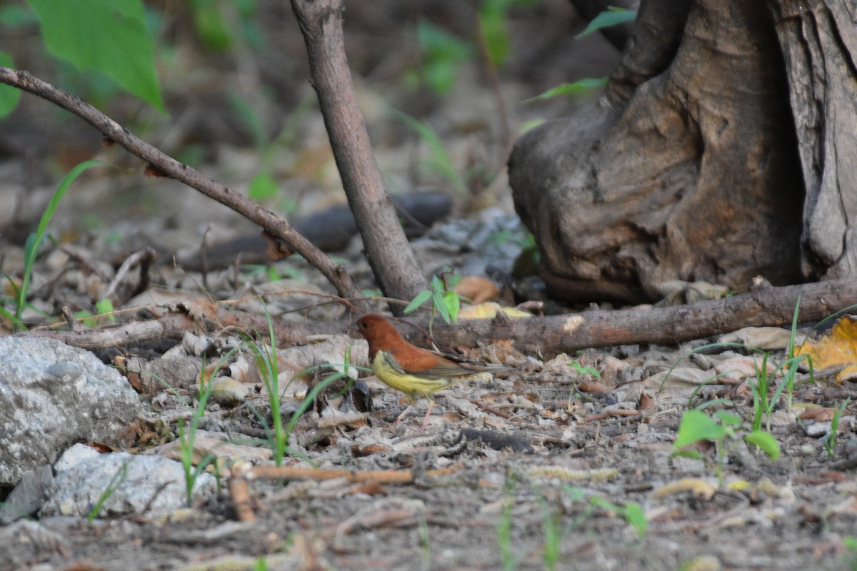 Chestnut Bunting - ML619382181