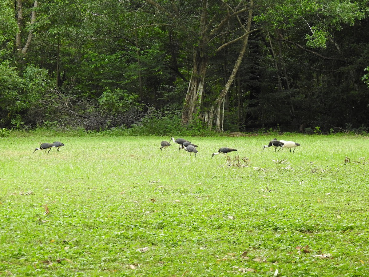 Straw-necked Ibis - Monica Mesch