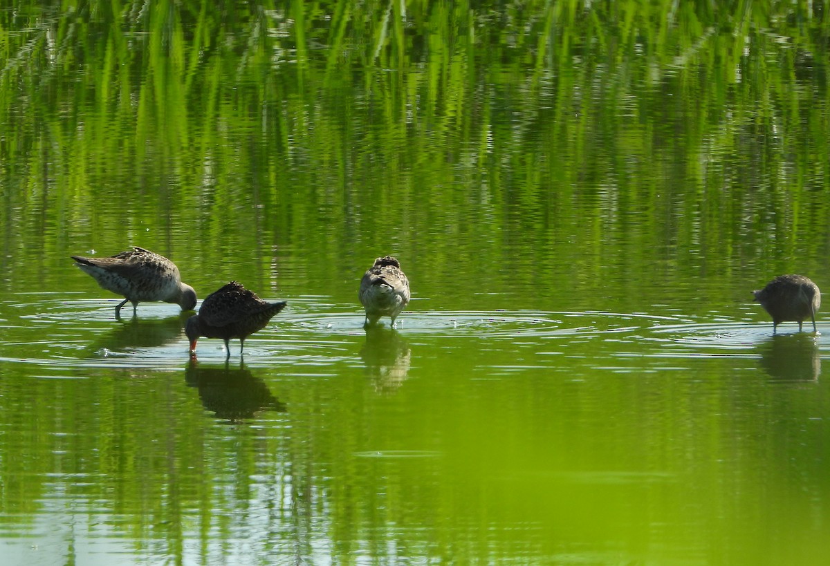 Hudsonian Godwit - Mary Randolph-Frye