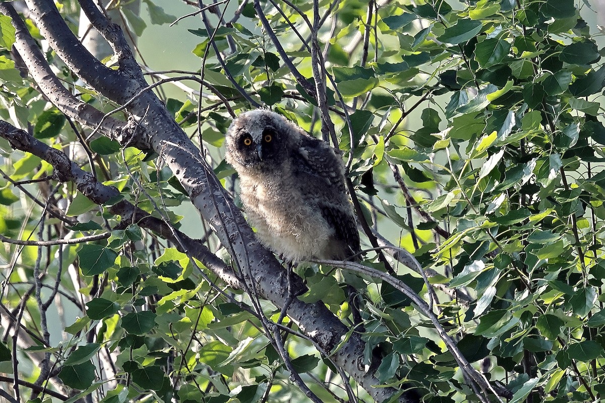 Long-eared Owl - 独行虾 Bird.soong