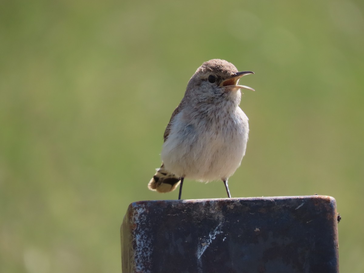 Rock Wren - Kaiting H