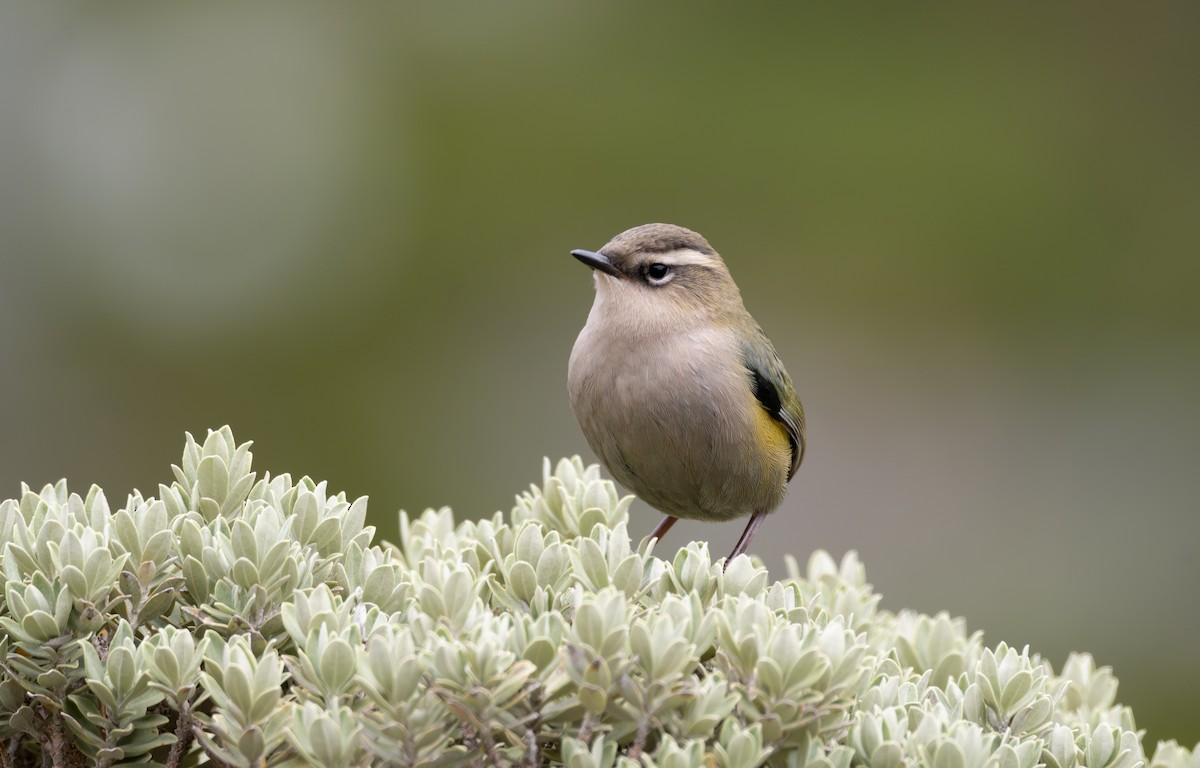 South Island Wren - ML619382219