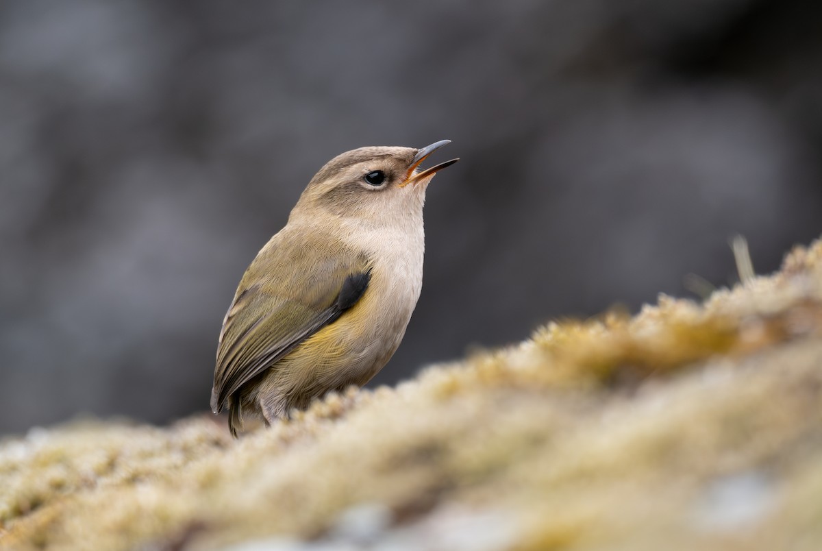 South Island Wren - ML619382224