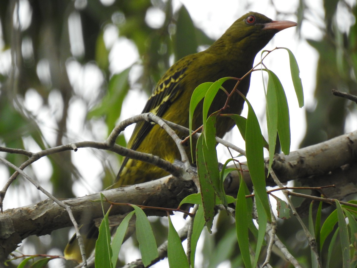 Green Oriole - Monica Mesch