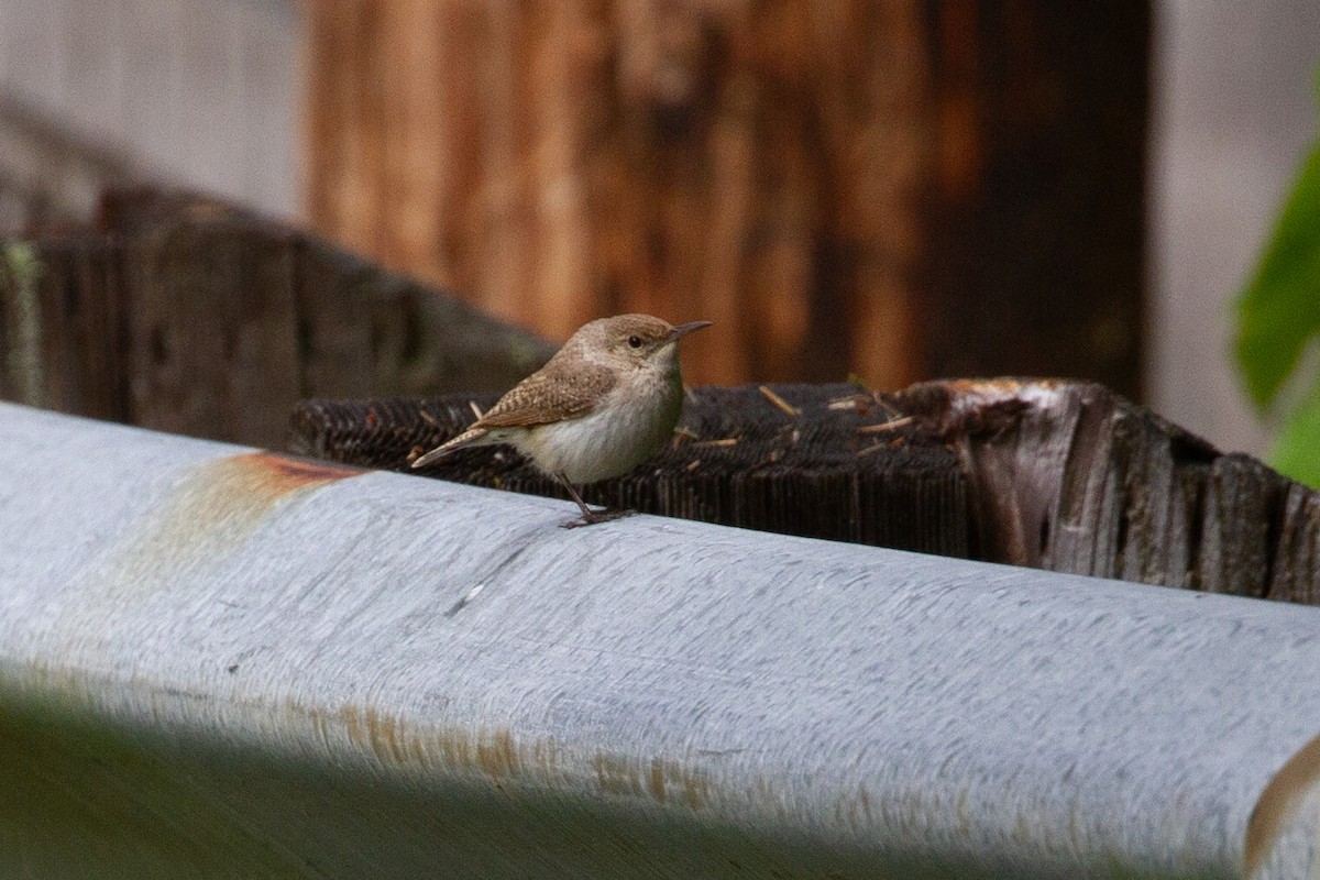 Rock Wren - Sasha Cahill