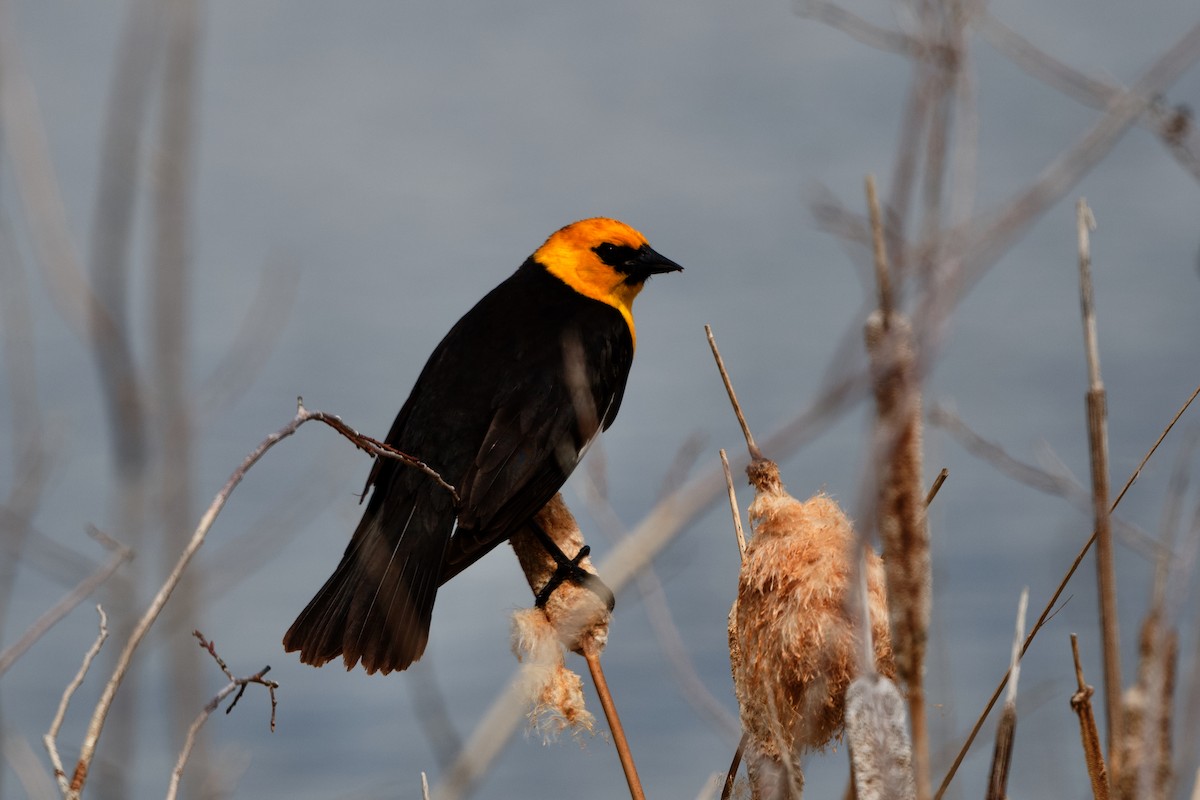 Yellow-headed Blackbird - Bryan Roset