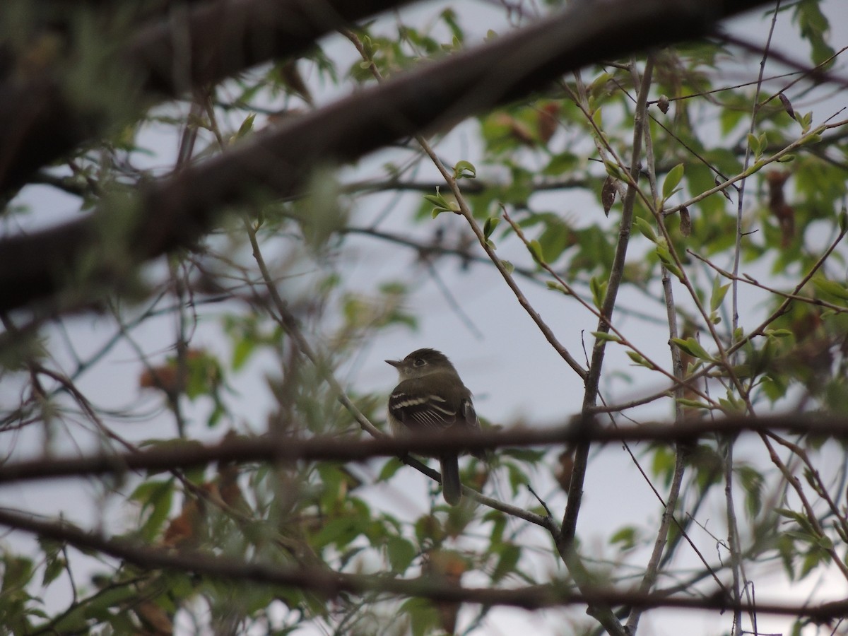 Least Flycatcher - ML619382257