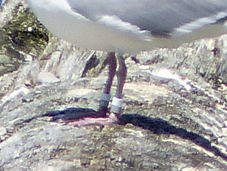 Goéland à ailes grises - ML619382259