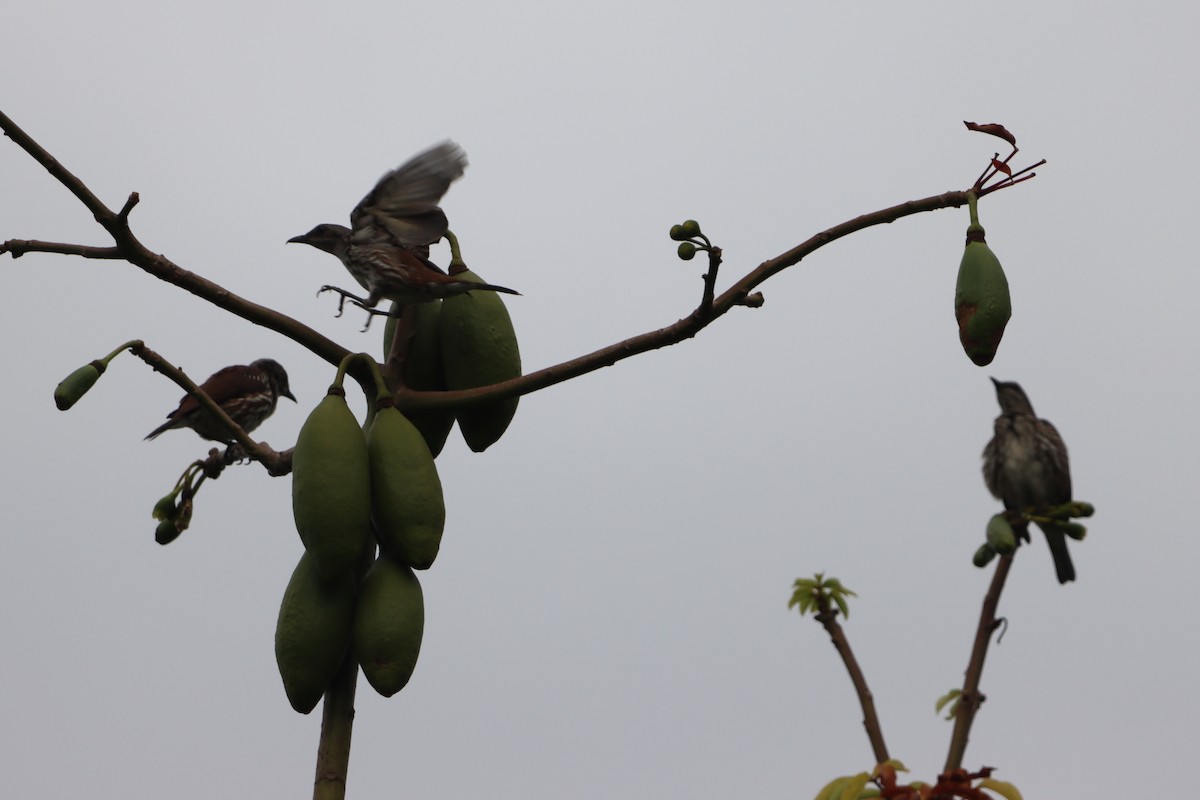 Visayan Rhabdornis - ML619382272