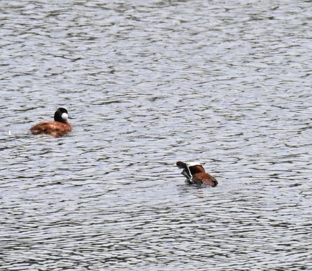 Ruddy Duck - ML619382273