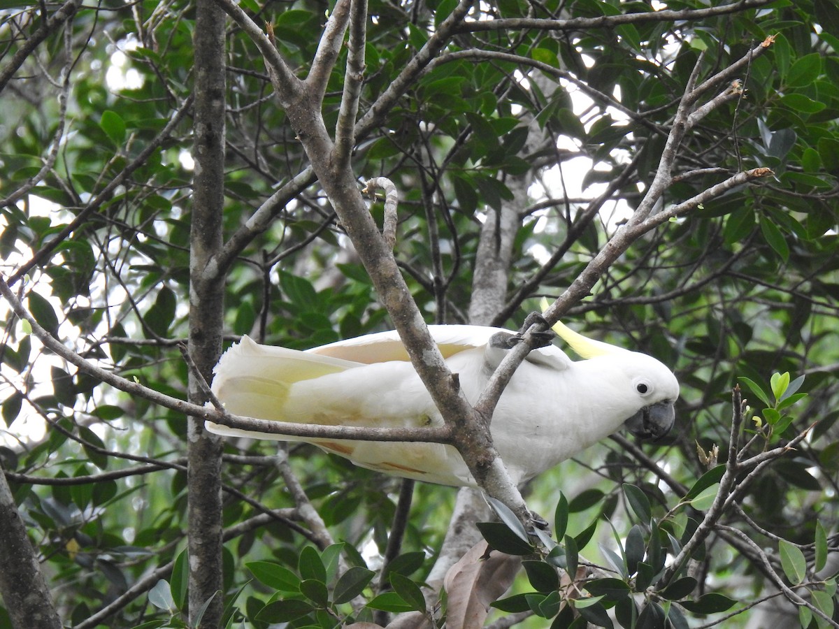 Sulphur-crested Cockatoo - Monica Mesch