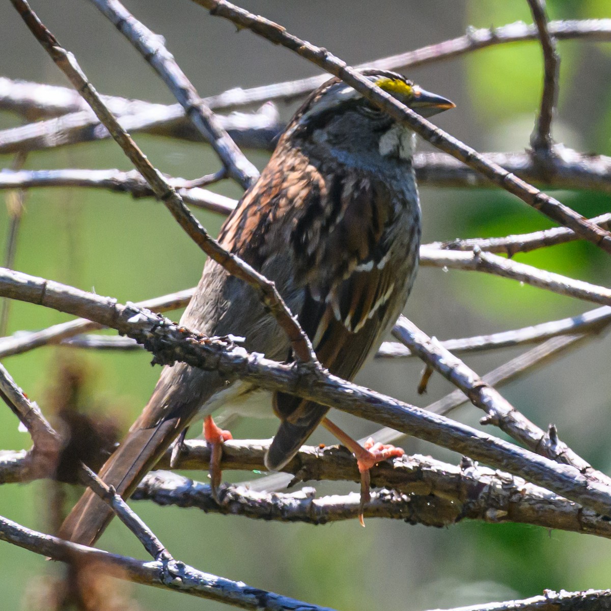 White-throated Sparrow - ML619382286