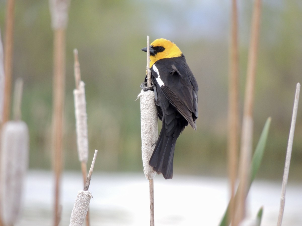 Yellow-headed Blackbird - ML619382292