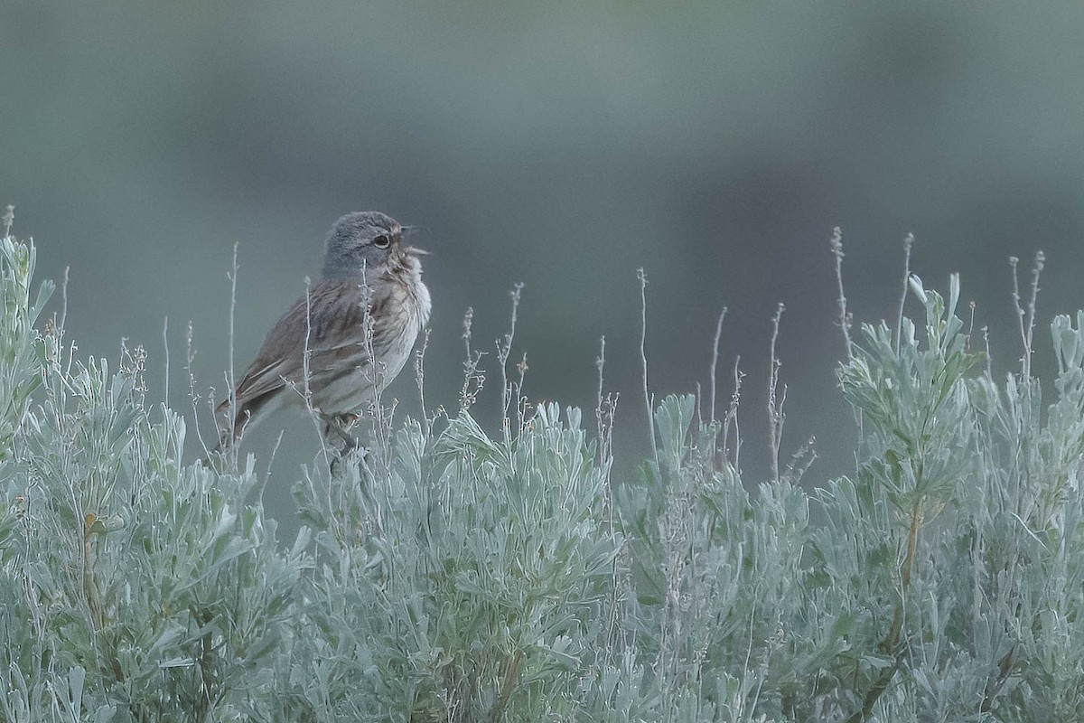 Sagebrush Sparrow - Brian Holsclaw