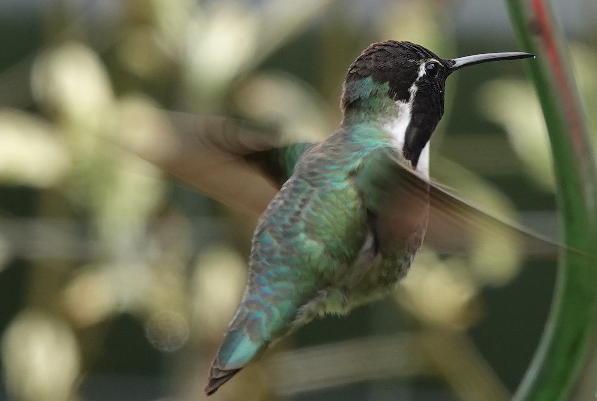 Costa's Hummingbird - ML619382298
