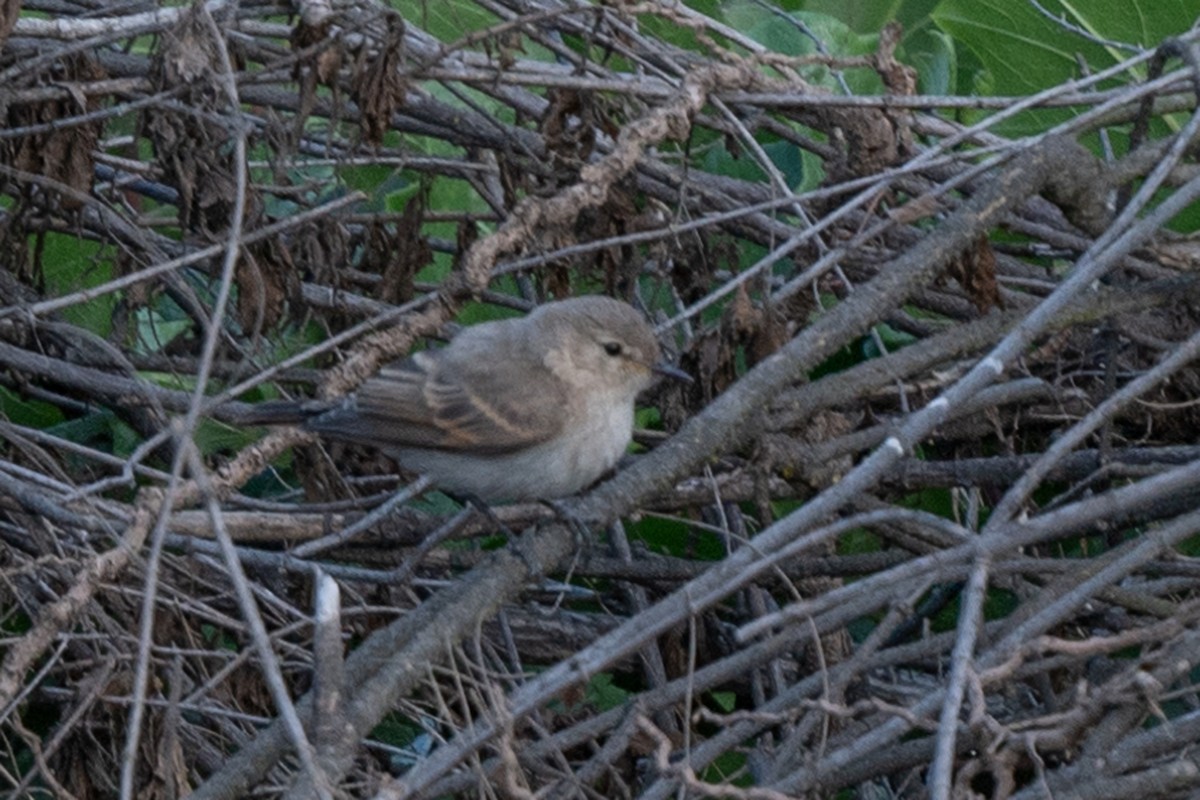 Spot-billed Ground-Tyrant - Adrián Antonio Díaz