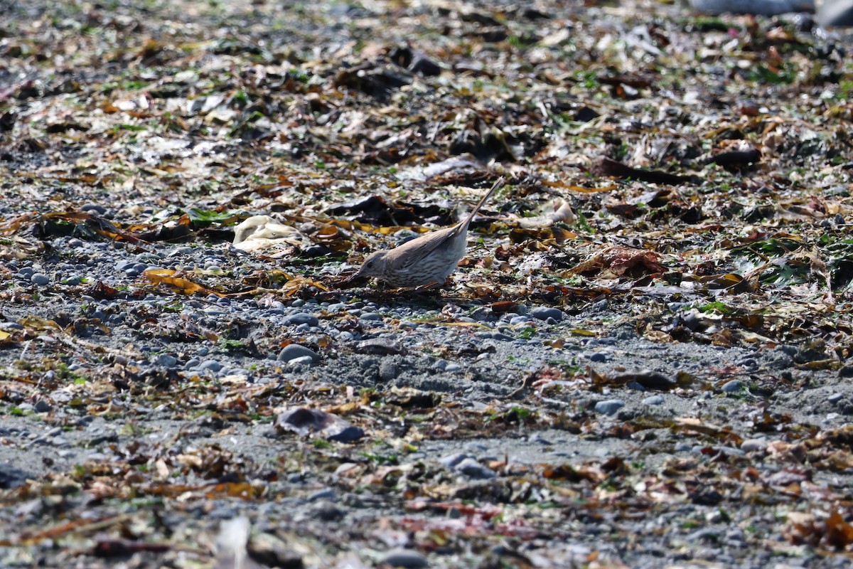 Sage Thrasher - Jody  Wells