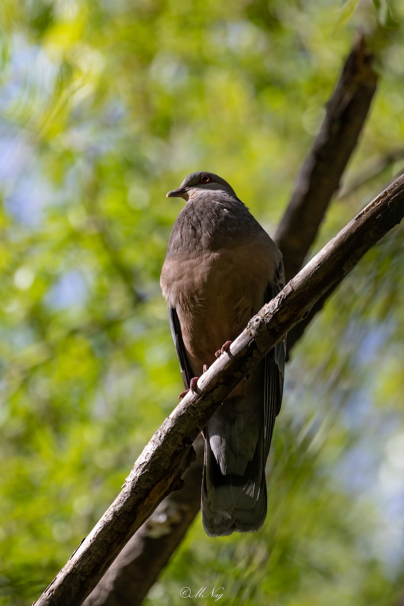 Oriental Turtle-Dove - Mrinmoy  Nag