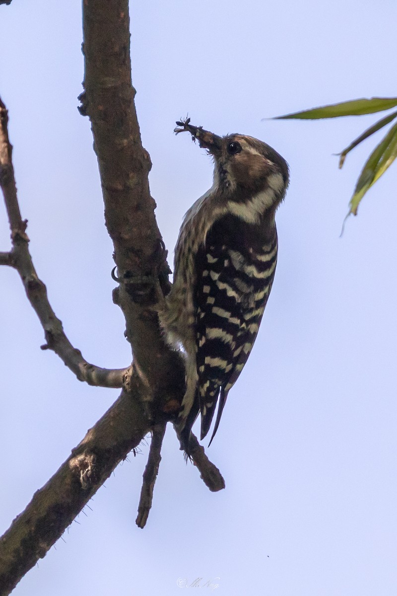 Japanese Pygmy Woodpecker - Mrinmoy  Nag