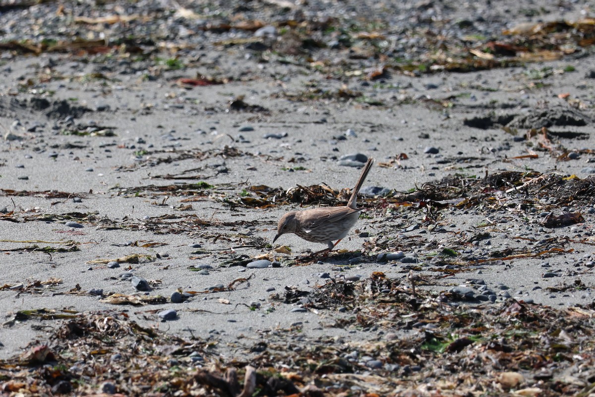 Sage Thrasher - Jody  Wells