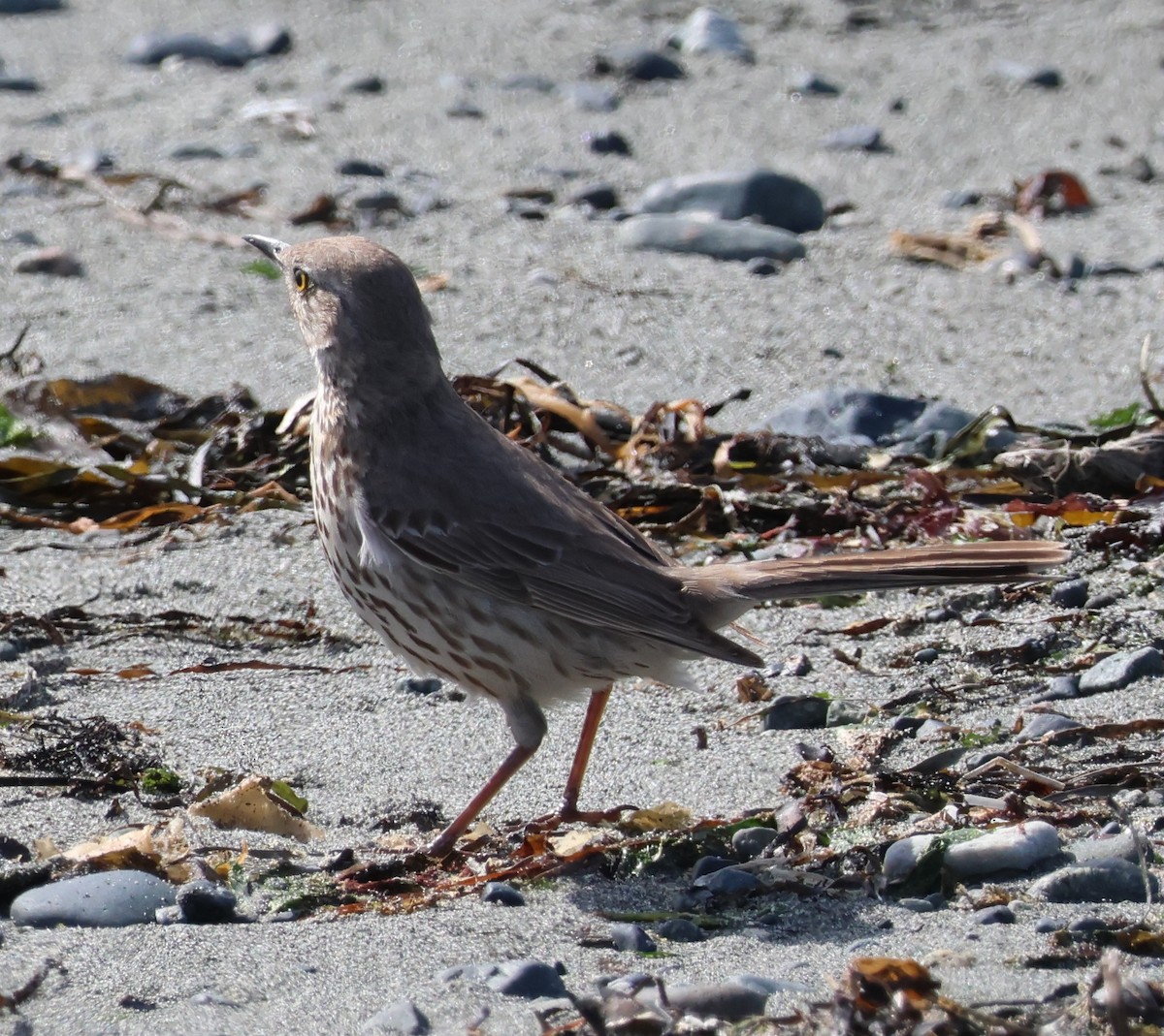 Sage Thrasher - Jody  Wells