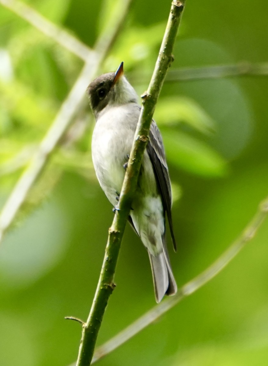 Western Wood-Pewee - Kevin Waggoner