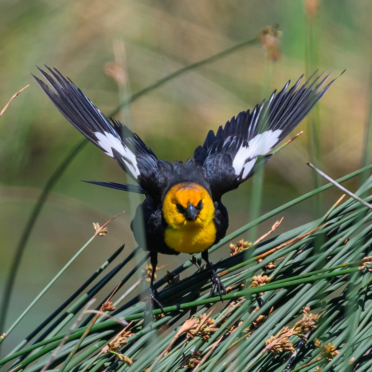 Yellow-headed Blackbird - Bruce Kennedy