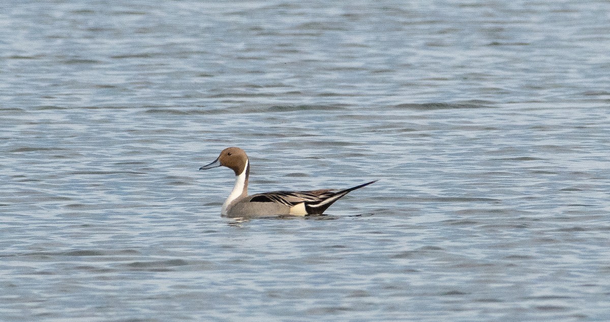 Northern Pintail - Anuj Ghimire