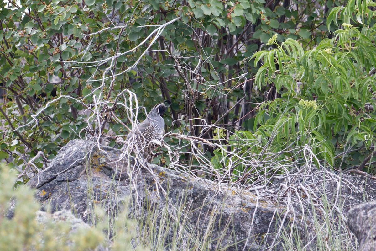 California Quail - ML619382381