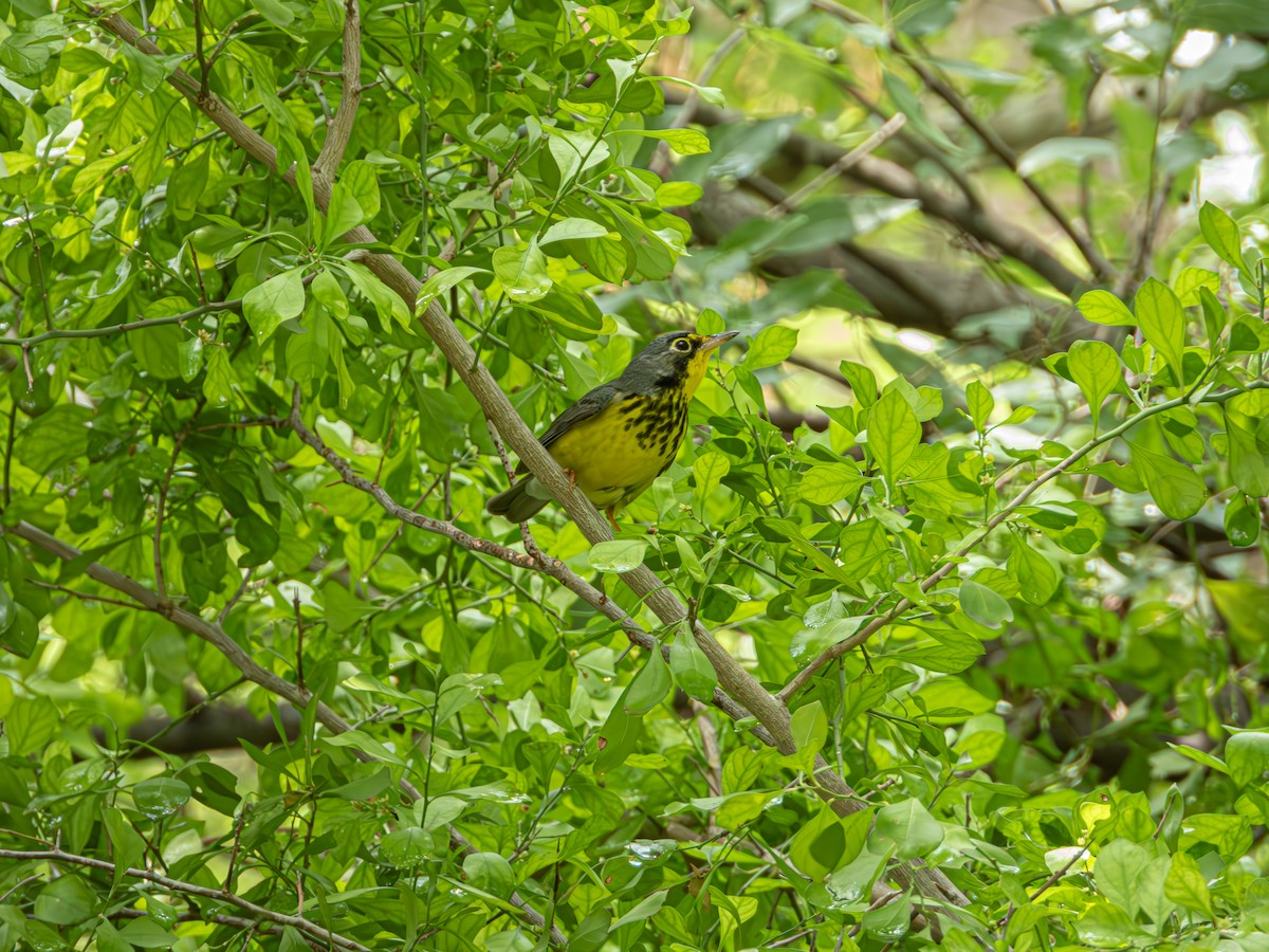 Canada Warbler - Jose Sanchez