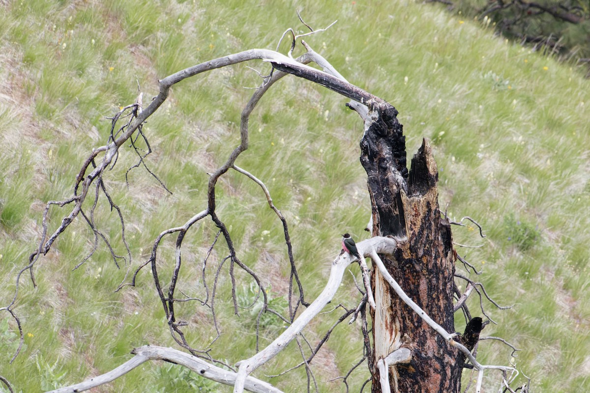 Lewis's Woodpecker - Shreyas Punacha