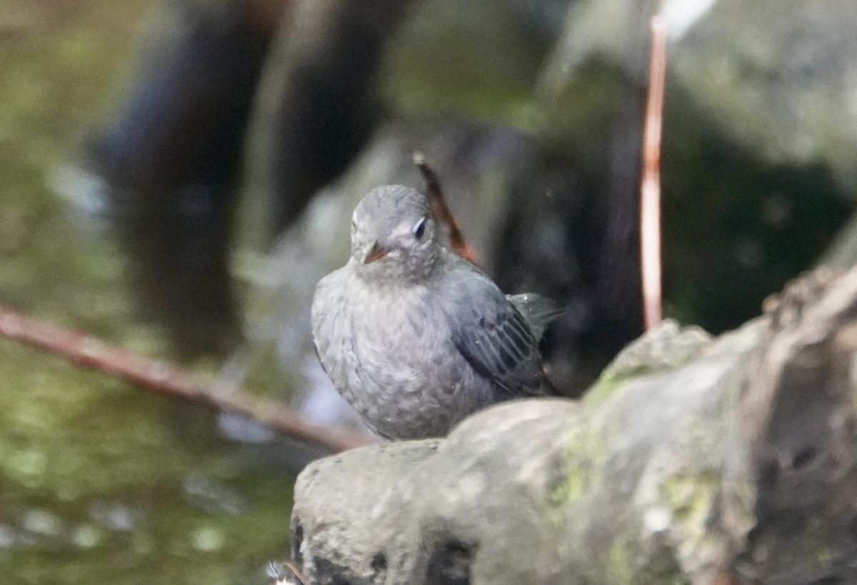 American Dipper - Kevin Waggoner