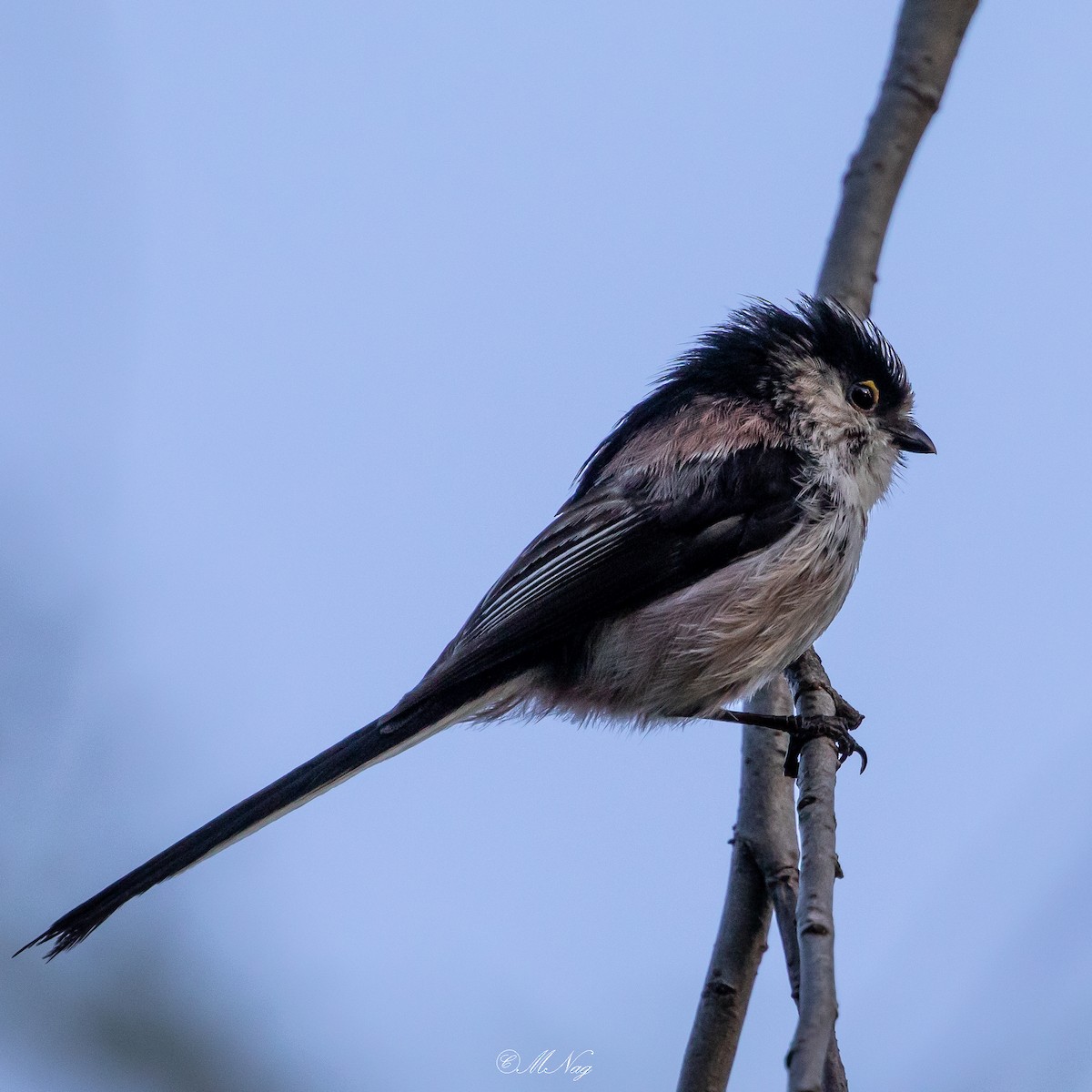 Long-tailed Tit - Mrinmoy  Nag