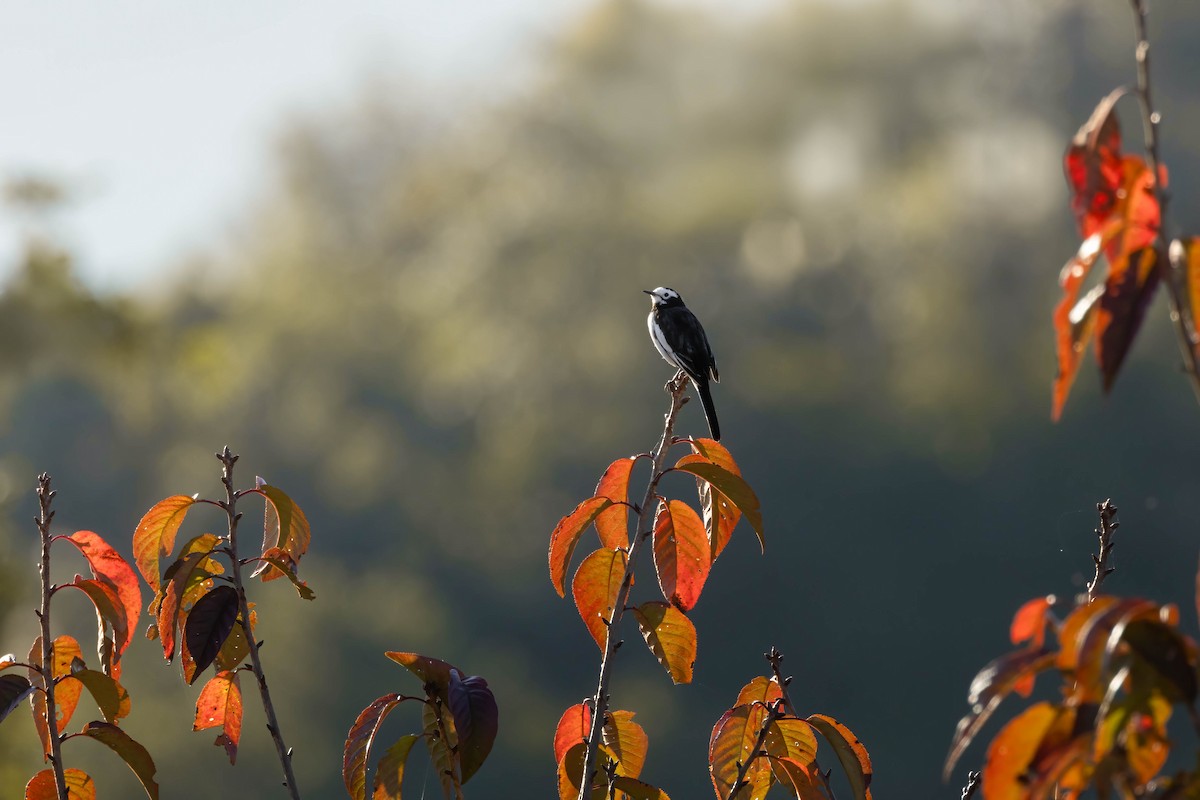 White Wagtail (Chinese) - Bao Shen Yap