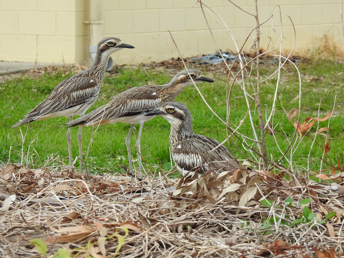 Bush Thick-knee - Monica Mesch