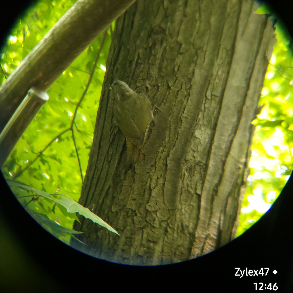 Gray-headed Woodpecker (Gray-headed) - Dusky Thrush