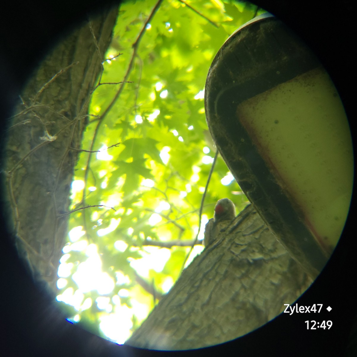 Gray-headed Woodpecker (Gray-headed) - Dusky Thrush