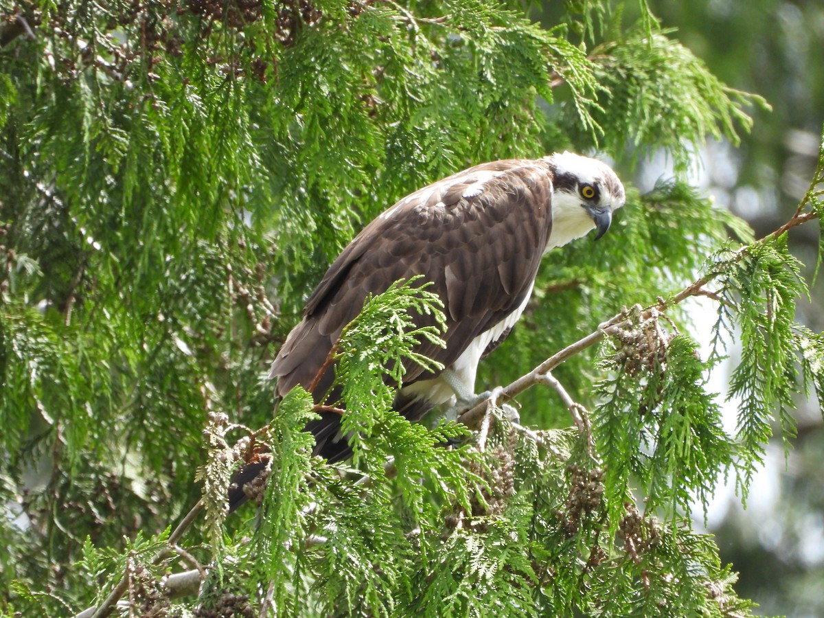 Osprey - ML619382433