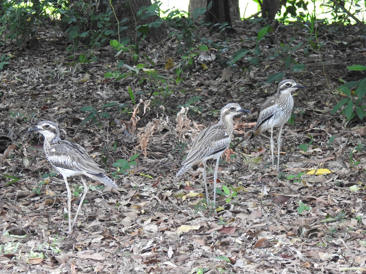 Bush Thick-knee - Monica Mesch