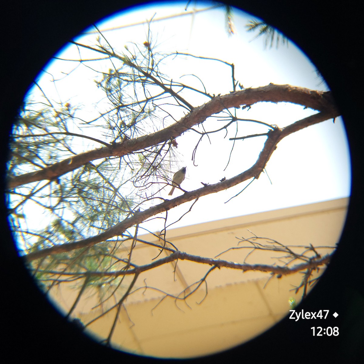 Mésange nonnette - ML619382443