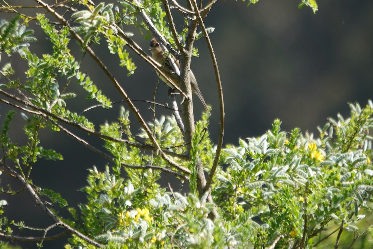 Lazuli Bunting - Erica Rutherford/ John Colbert