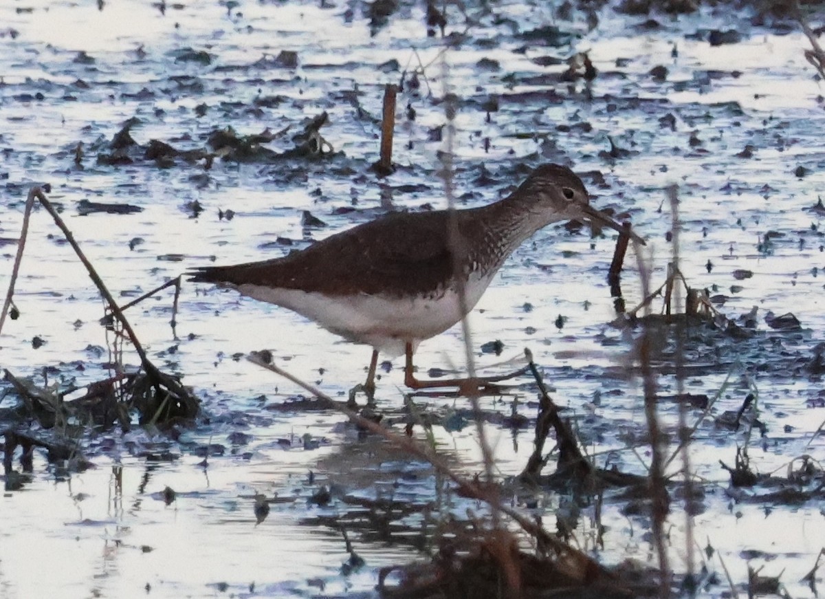 Solitary Sandpiper - ML619382464