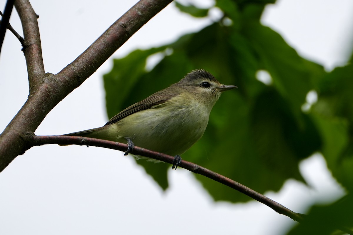 Warbling Vireo - Kevin Waggoner