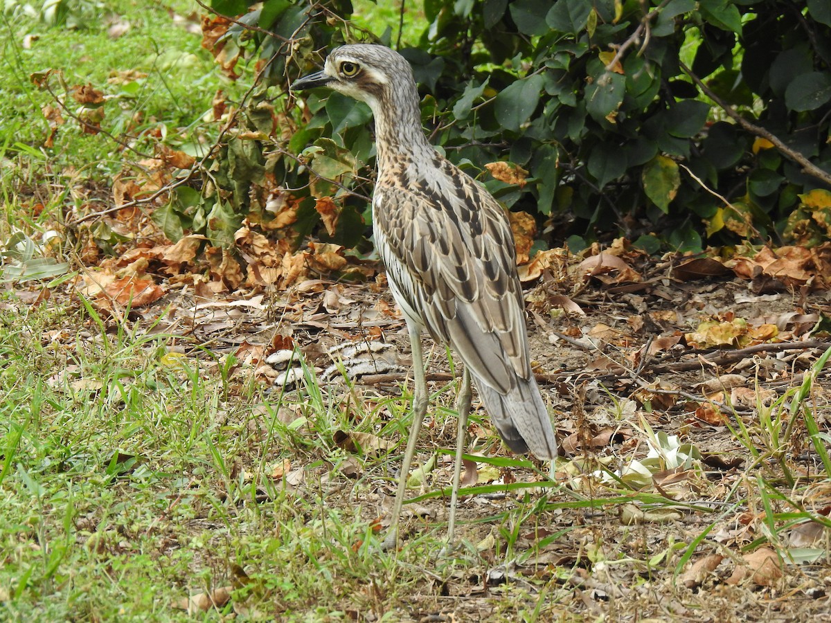 Bush Thick-knee - Monica Mesch