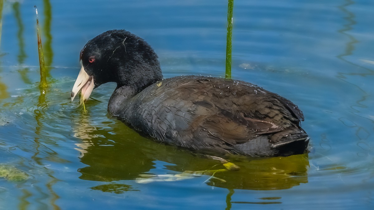 American Coot - Bruce Kennedy