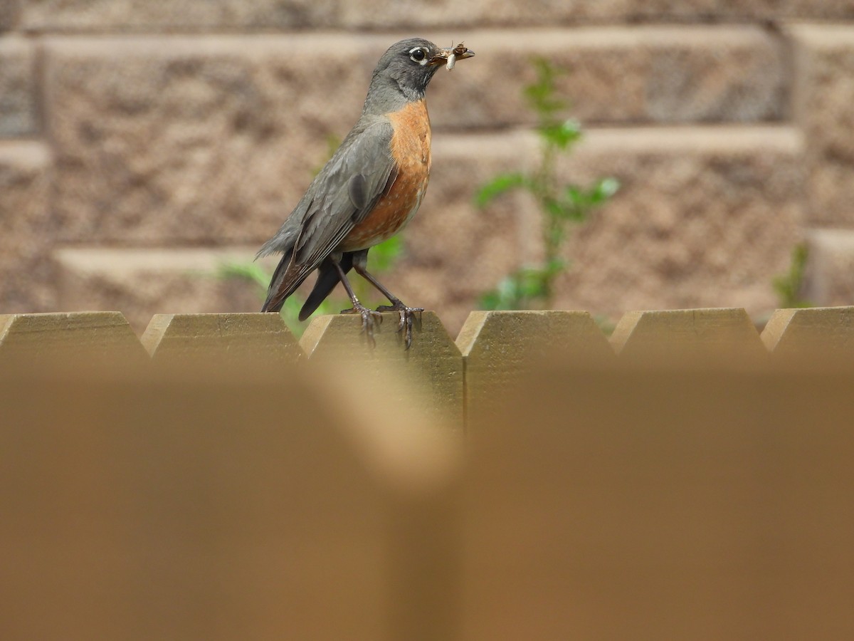 American Robin - Jeff Percell