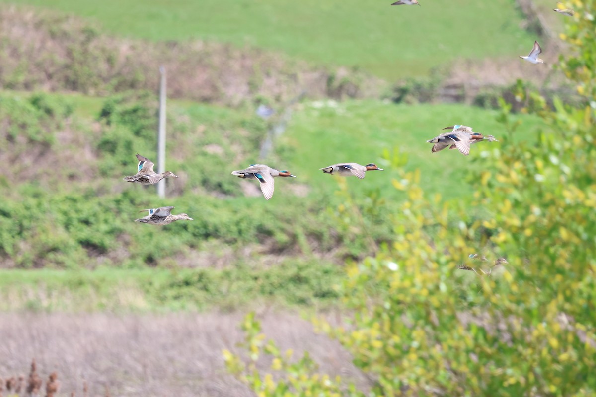 Green-winged Teal - Jody  Wells